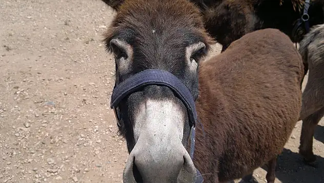 Herkesin gidemediği, eşekleriyle ünlü bu ada Şirince'ye meydan okuyor!