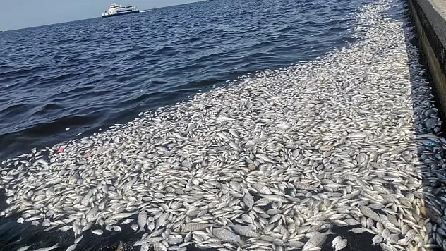 İzmir Körfezi'nde felaket büyüyor