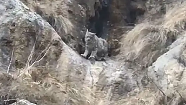 Kameraya yakalandı!