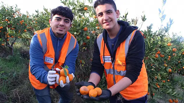 Kanserli hastalar için mandalina hasadı yapılıyor