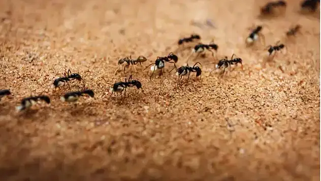 Karıncalar kabusunuz olmasın! Bu doğal çözümü deneyin
