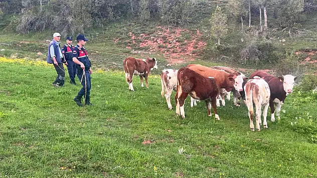 Kaybolan büyükbaş hayvanları jandarma buldu!