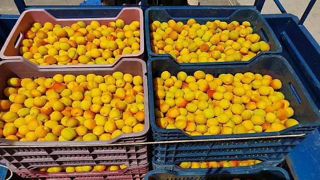 Kayısıda ilk hasat başladı, kilosunun fiyatı dudak uçuklattı!