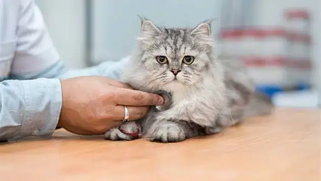 Kedilerde FIP hastalığı: Sessiz tehdit ve aşı gerçekleri