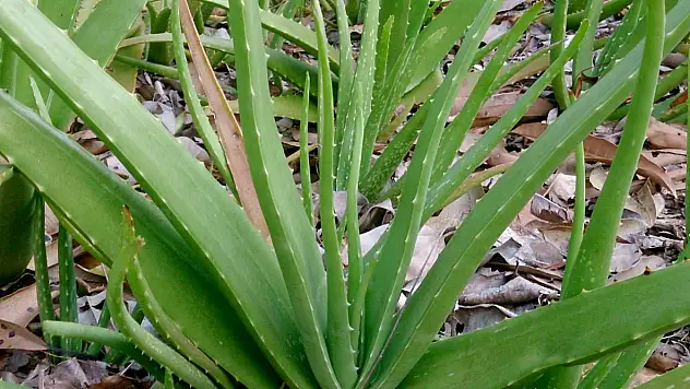 Kuruyan Aloe Vera bitkisini canlandıran mucize yöntem!