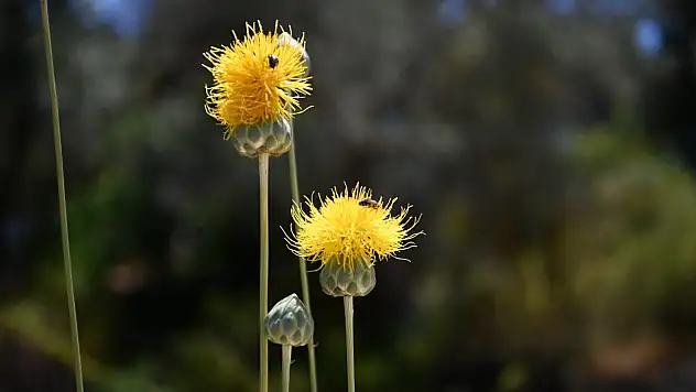Kuşadası'nın endemik tülüşahı yeniden çiçek açtı!