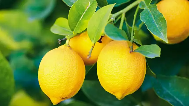 Limon ihracatında flaş karar: Bakanlık açıkladı