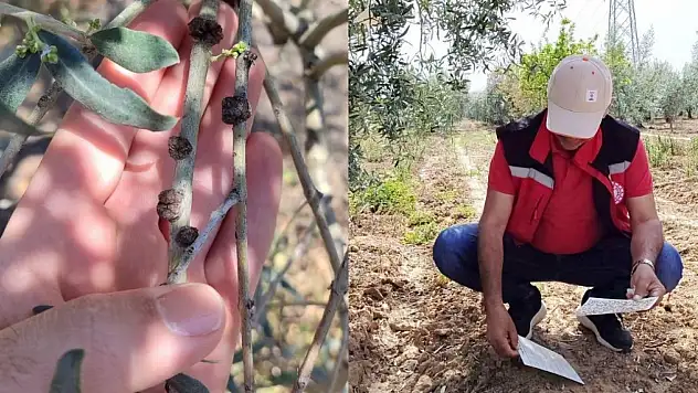 Manisalı zeytin üreticilerine hastalık uyarısı!