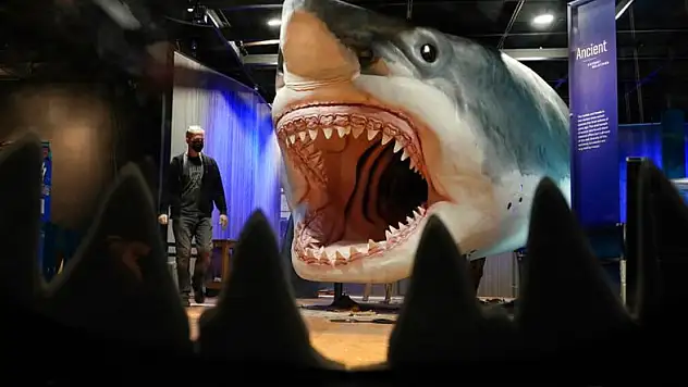 Megalodon beklenenden daha büyük mü? Yeni araştırma ezber bozdu!