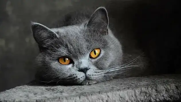 Rüyada gri kedi görmek: Sizi bekleyen gizli mesajlar ne?