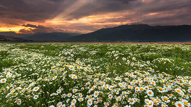 Rüyada papatya tarlası görmek: Masumiyet ve dürüstlük arayışı mı?