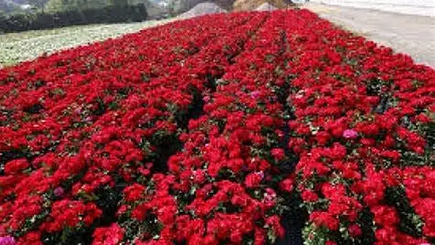 Rüyada tanımadığın birinden gül almak ne anlama geliyor?