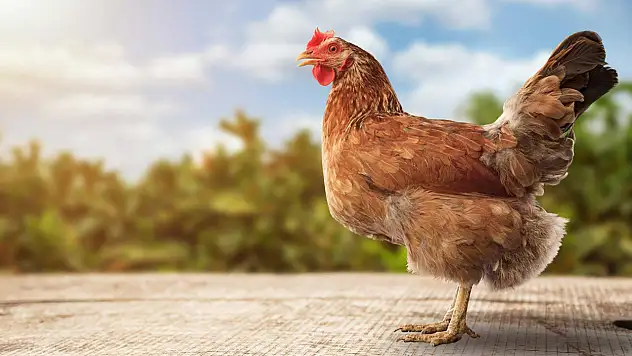 Rüyada tavuk görmek: Sizi bekleyen sürprizleri keşfedin!