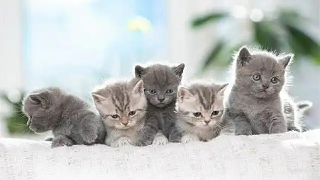 Rüyada yavru kedi görmek ne anlama geliyor?