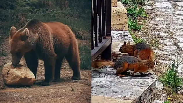 Safranbolu'da doğal yaşam kameralara takıldı