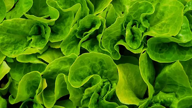 Salata için marul aldı, içinden çıkanla şok geçirdi!