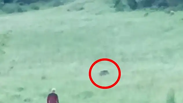 Şoke eden görüntüler! Domuzlar şehre indi…