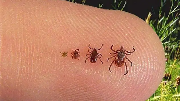 Son dakika! Kabus hastalık geri döndü, 1 kişi hayatını kaybetti!
