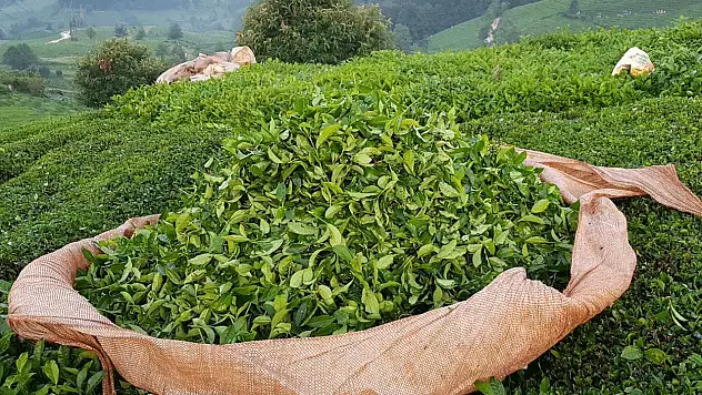 Son dakika! Yaş çay alım fiyatı açıklandı