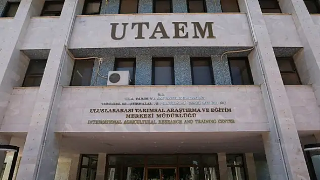 Uluslararası Tarımsal Araştırma ve Eğitim Merkezi Müdürlüğü İzmir'de personel alacak: En az ilkokul mezunu olanlar başvurabilecek