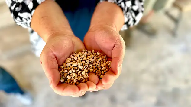 Urla'da belediyeden üreticiye yerli tohum ve gübre desteği