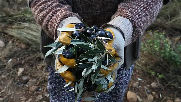 Urla'da bu imza çok konuşulacak: Zeytinlikler artık onların!