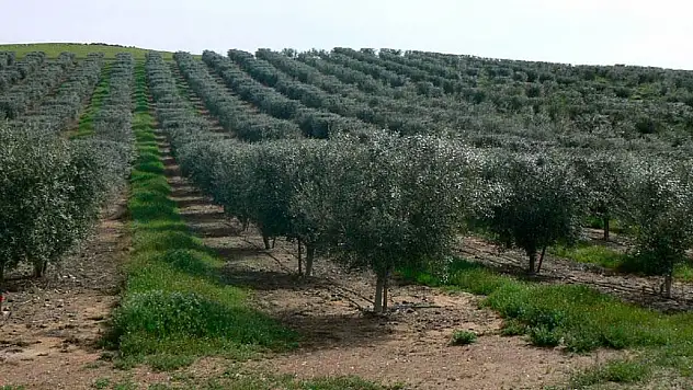 Zeytinlik yatırımı yapmak isteyenlere fırsat: Milyonluk zeytin bahçeleri satışa çıkacak!