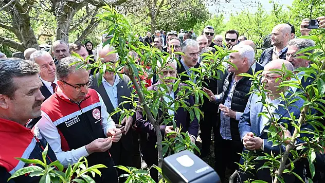 Zirai donun hasarı gün geçtikçe büyüyor: Bazı bölgelerde yüzde 100 kayıp var