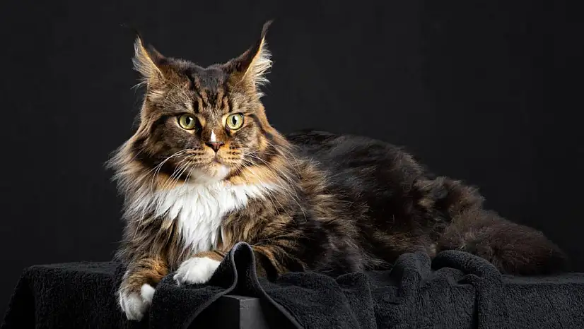 Tüy derdi yok! İşte en az tüy döken kedi cinsleri
