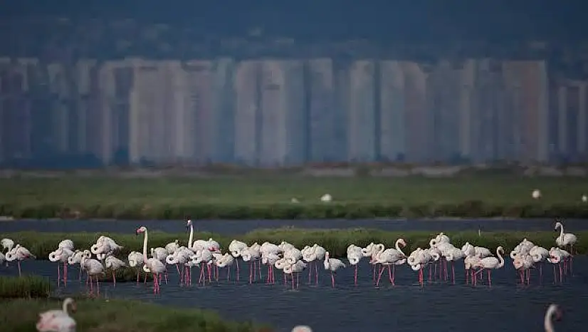 İzmir'de kuşlar için buluşma zamanı