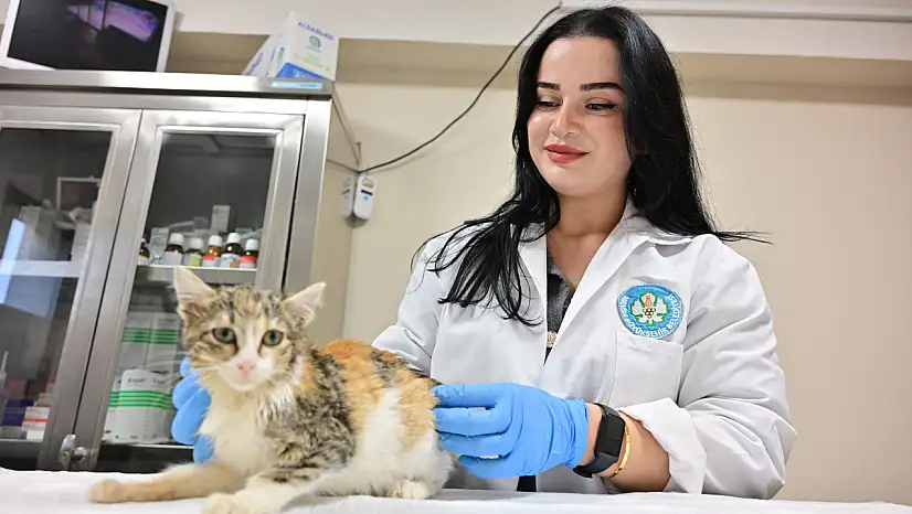 Minik Patiler Kliniği'nde 3 bin 250 kedi kısırlaştırıldı