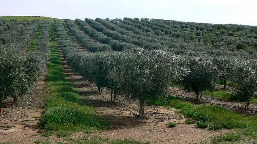 Zeytinlik yatırımı yapmak isteyenlere fırsat: Milyonluk zeytin bahçeleri satışa çıkacak!