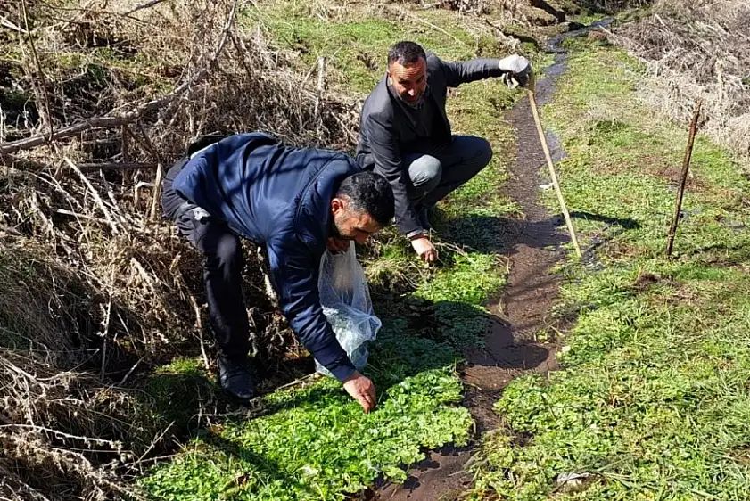 Baharın taze tatları: Godumluk bitkisi her sofrada